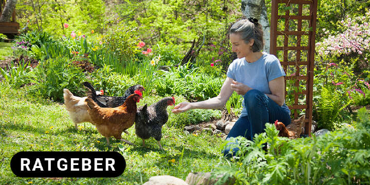 themenwelt titel huehnerhaltung 1000x500